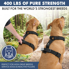 Comfort Control No-Pull Dog Harness Set - Black